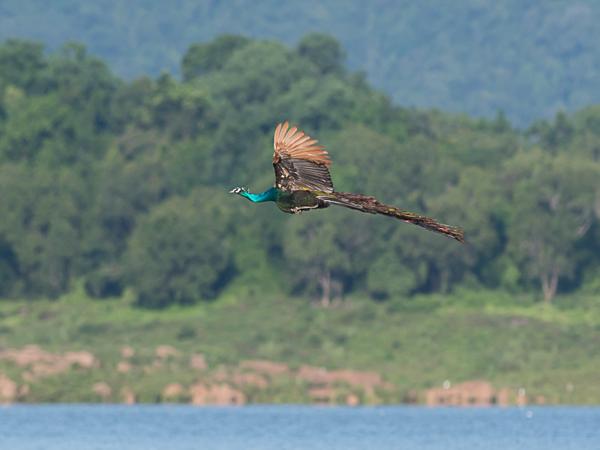 <h3><a href="/trips/srilanka/biota/animalia/chordata/aves/006 galliformes/005 phasianidae/pavo cristatus/pavo cristatus-nl.html">Pavo&nbsp;cristatus</a> / Indian&nbsp;peafowl / Blauwe&nbsp;pauw</h3>NIKON D500 met AF-S Nikkor 300mm f/2.8G IF-ED VR II, 1/1250 sec  bij F6.3, ISO 200, afstand 44.6&nbsp;m